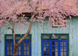 tour sapa mùa hoa đào