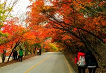 Du lịch Hàn Quốc mùa thu - Ngỡ ngàng trước vẻ đẹp
