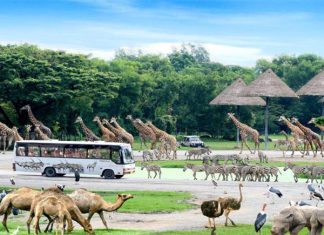 Bí kíp khám phá Safari World cho người lần đầu đi du lịch Thái Lan