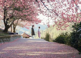 Hãy thử một lần đặt chân đến Đài Loan mùa hoa Anh Đào